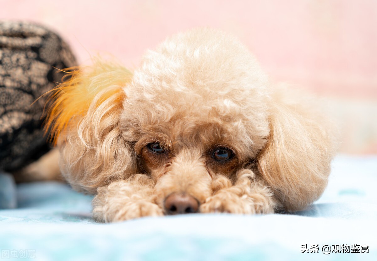 泰迪是什么类,小型泰迪属于什么犬系的