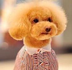 小泰迪生命很脆弱怎么办,小泰迪要注意哪些事项