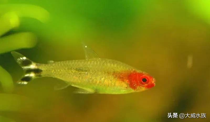 新手必养灯科鱼,灯科群游