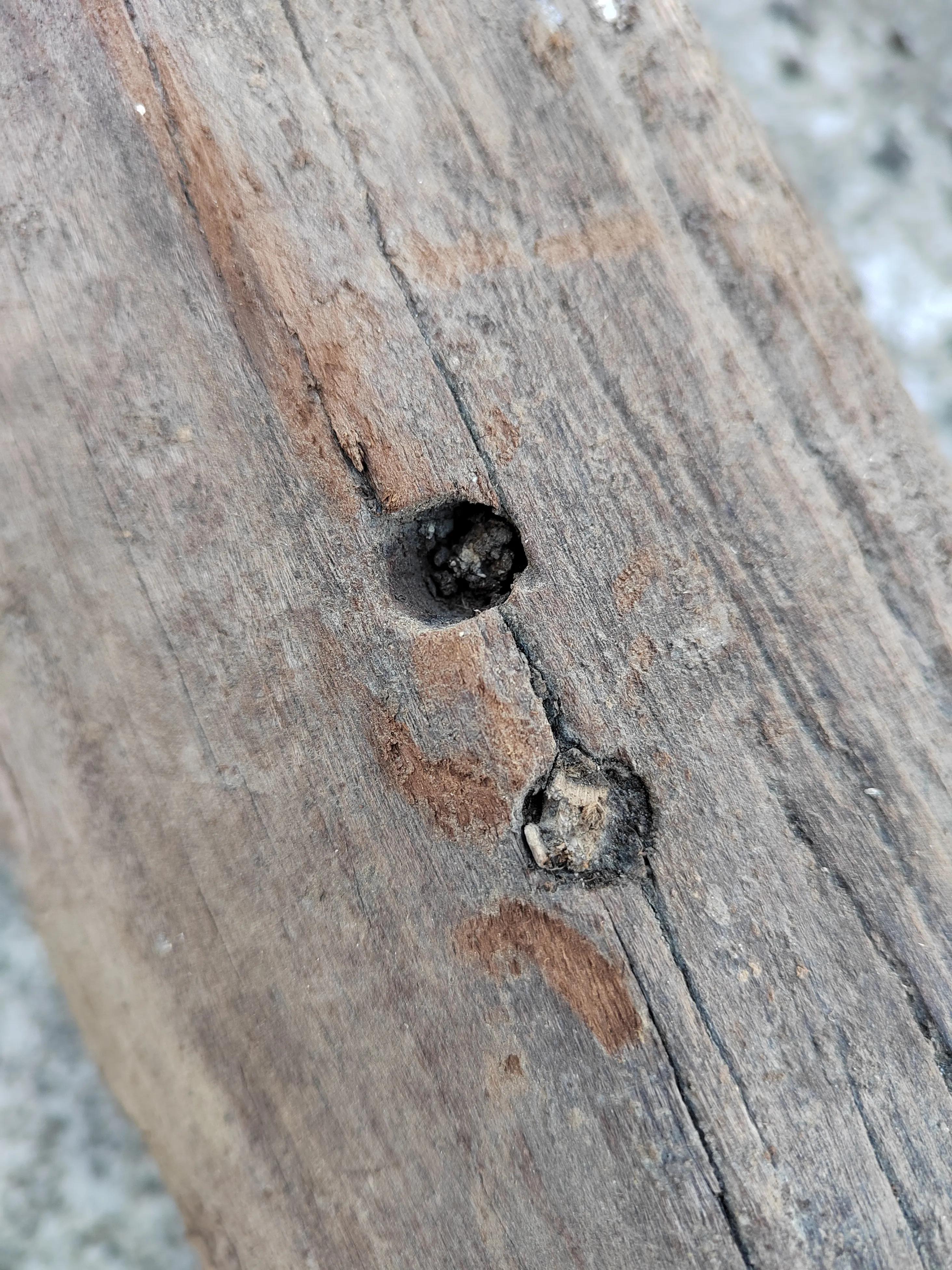 白奇楠莺歌绿奇楠黑奇楠哪个好,黑奇楠和白奇楠沉香哪个好