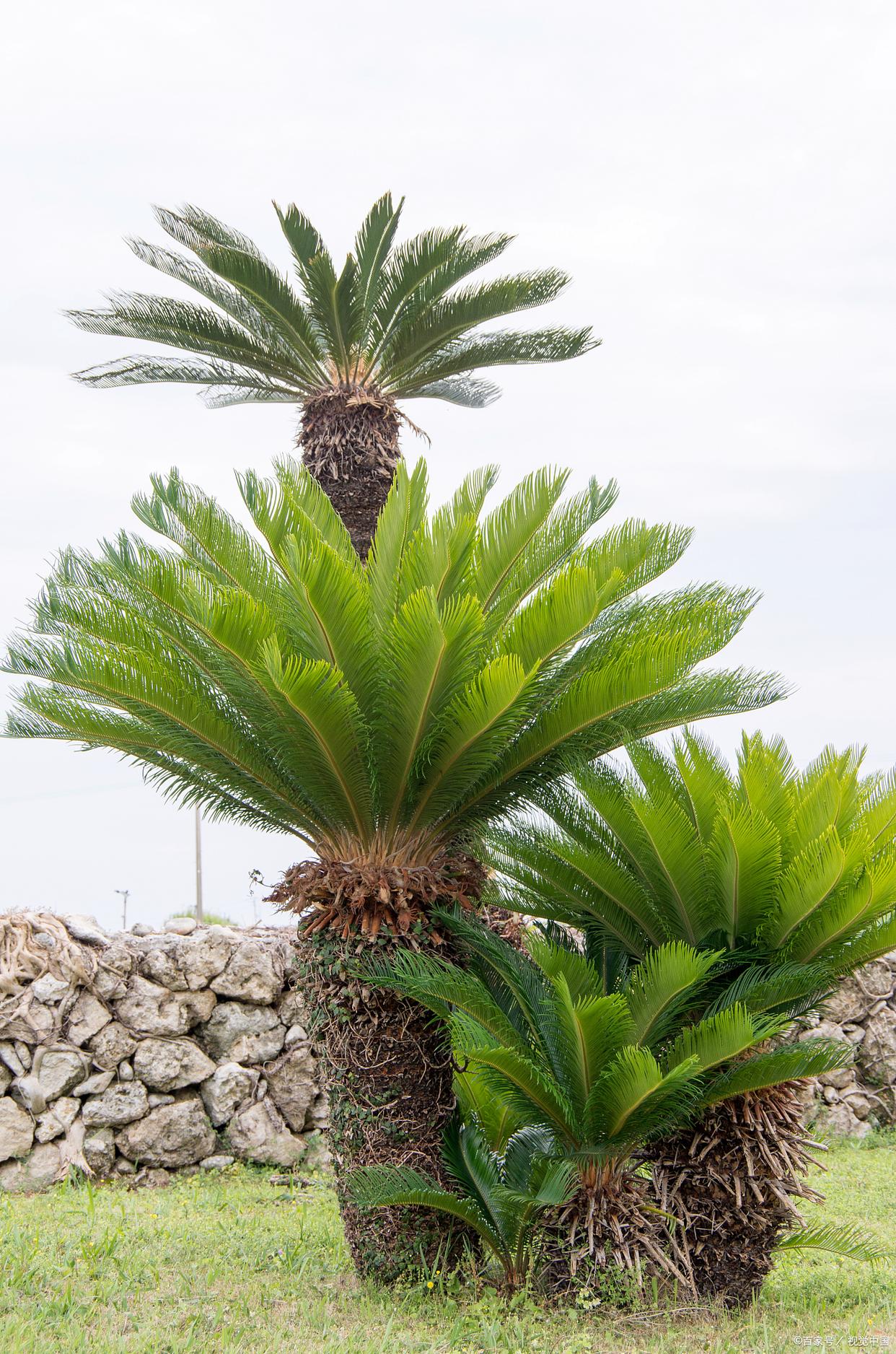 一般的大门朝东门口可以放铁树吗,缺东南角房子可以放铁树吗