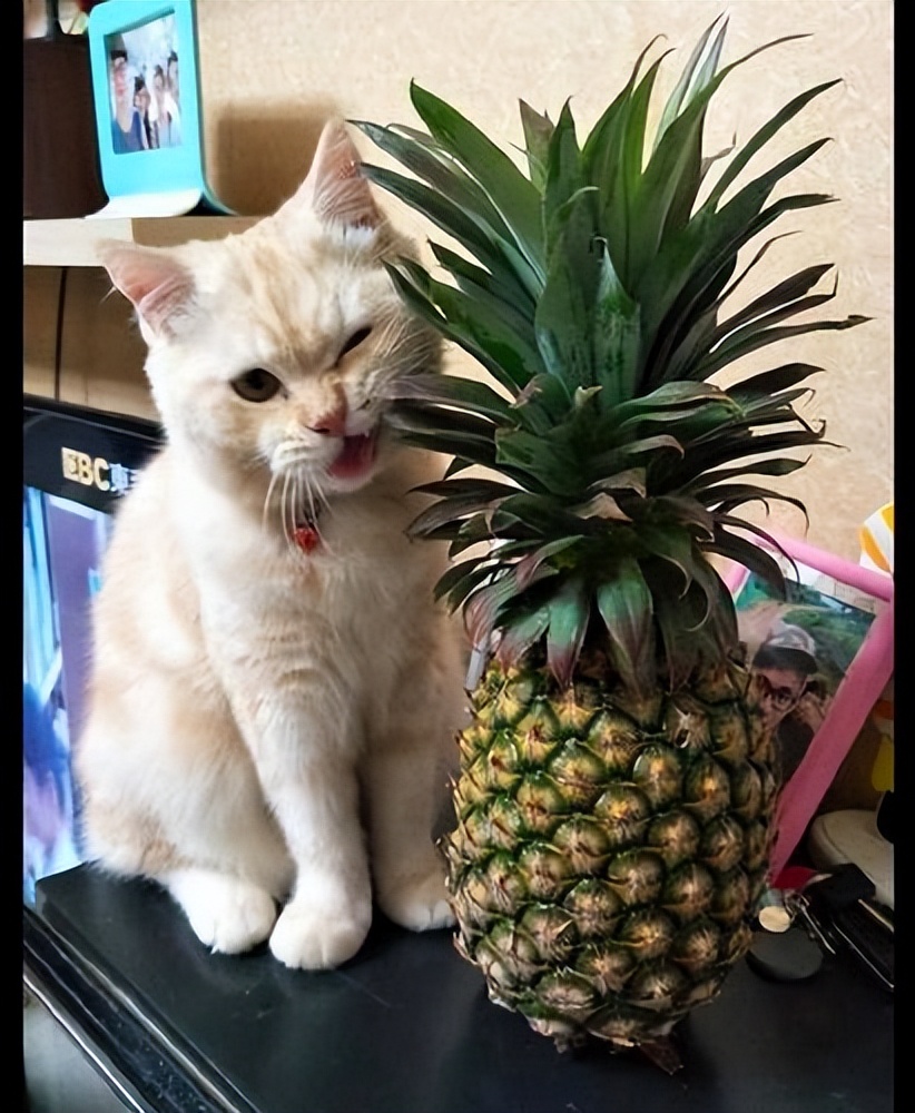 猫咪夏日必备食物大全图片,猫咪夏季水果有哪些