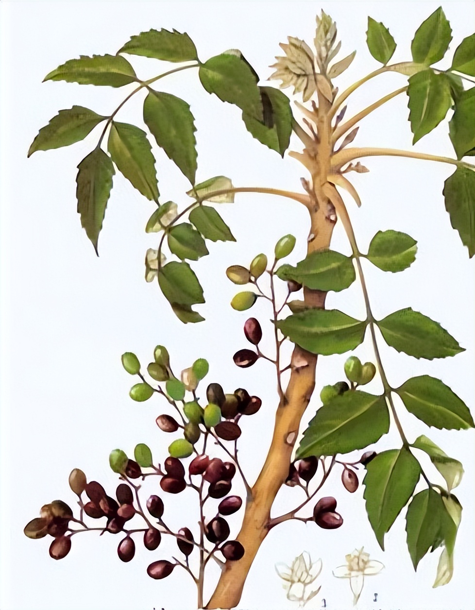 鸦胆子治尖锐湿疣多久能好,鸦胆子能治尖锐湿疣吗