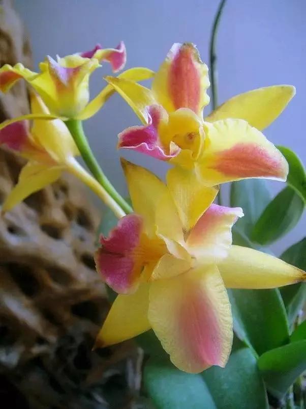 十种最有名的兰花图片,最美的100种兰花图片