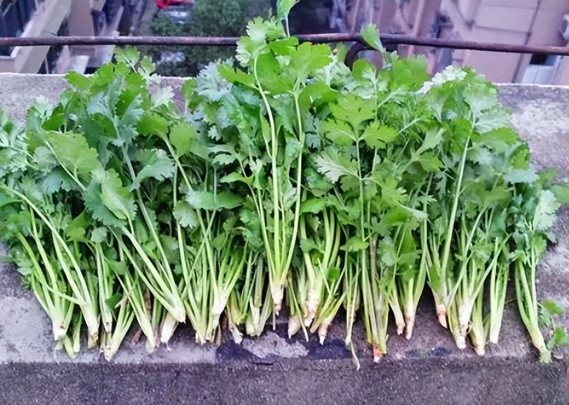 只需2步教你在家种香菜,最简单的在家种香菜方法