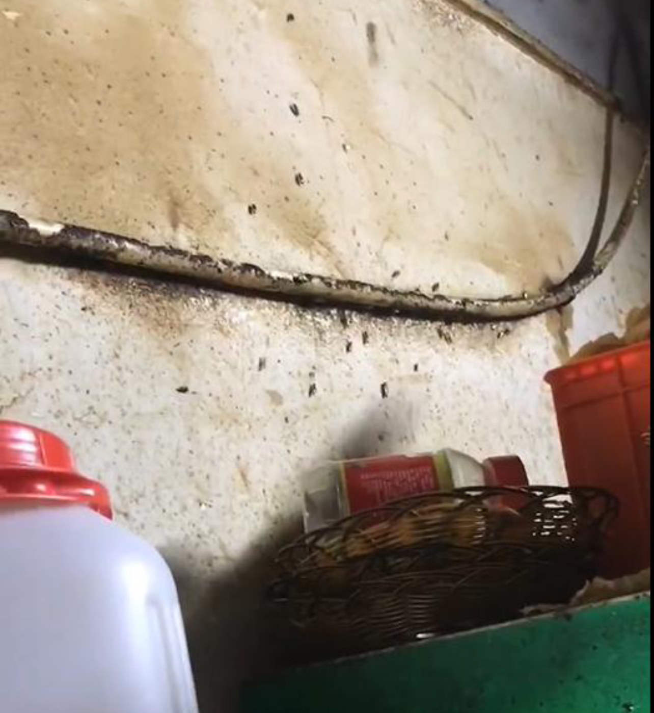 广东饭店厨房蟑螂,深圳知名餐厅后厨曝光