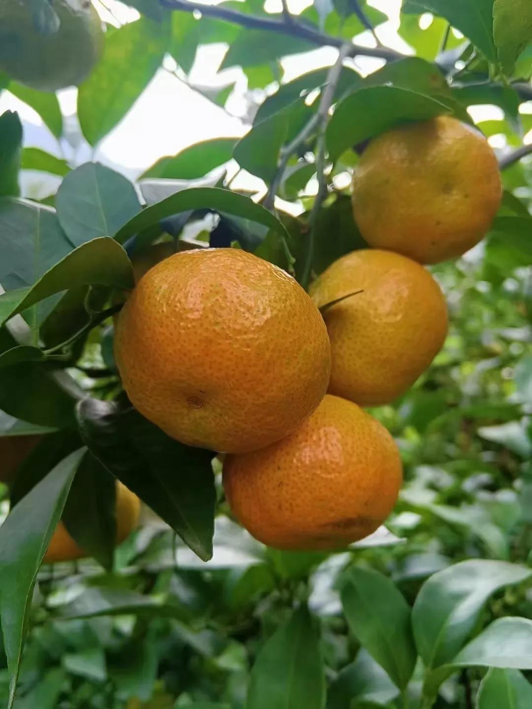 西林沙糖桔基地,西林沙糖桔图片大全