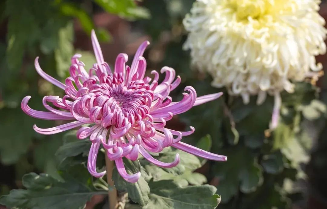 菊花长蚜虫家用小妙招,菊花蚜虫怎么预防