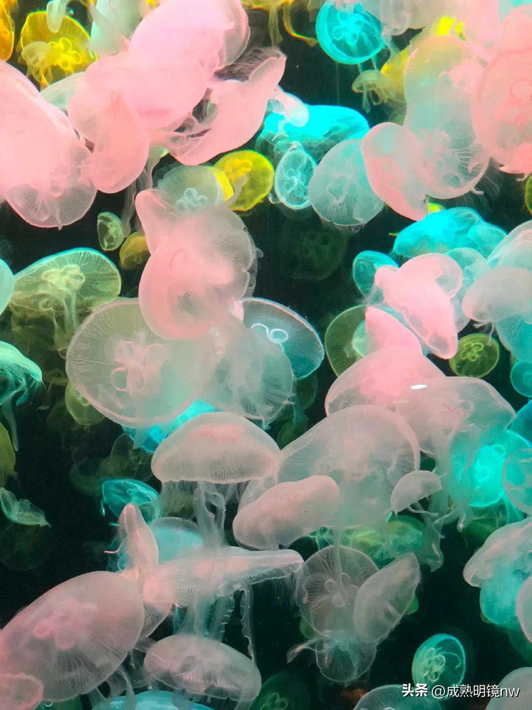 奇怪又美丽的水母,透明漂亮的水母