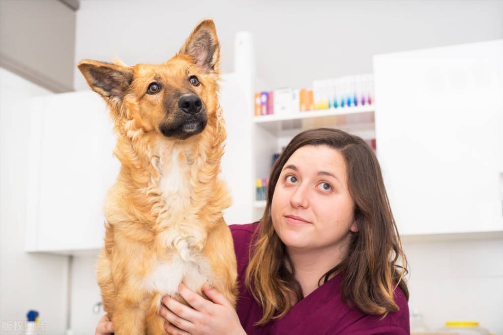 狗狗伤口化脓会死吗需要做些什么,狗狗外伤用什么药能伤口快速愈合