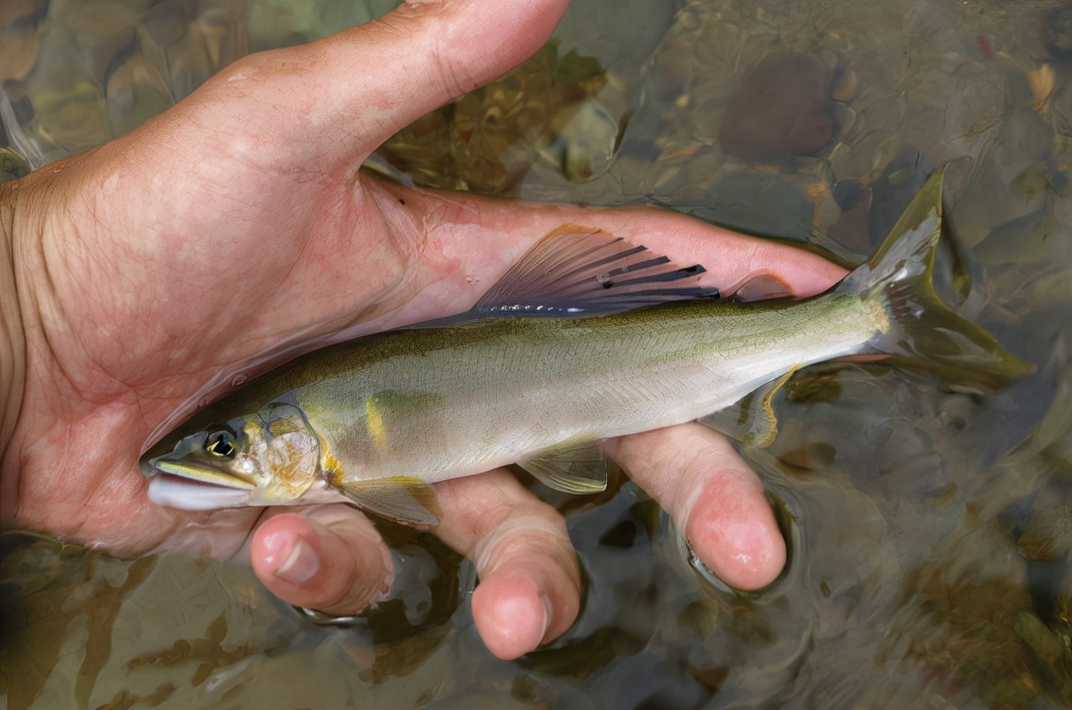 香鱼是日本淡水鱼之王,香鱼又叫什么鱼它的营养价值怎样
