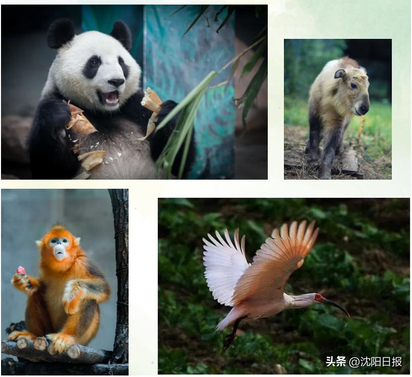 鍐娌堥槼娓哥帺鏀荤暐,娌堥槼娓哥帺涓夊ぉ鏀荤暐