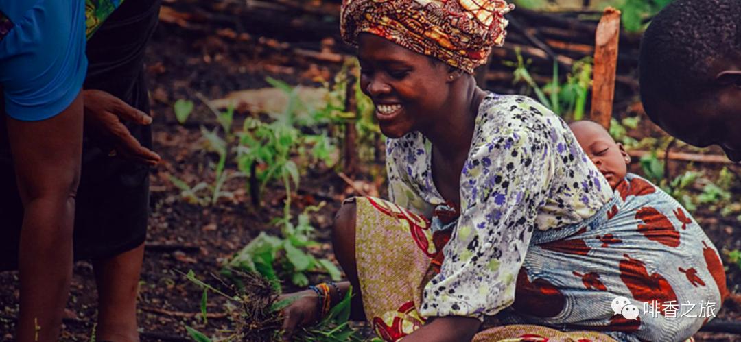 咖啡的产地及分布,咖啡四大著名产地