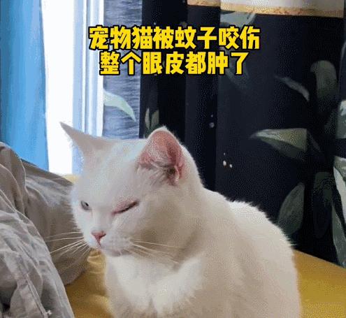 养猫不能放蟑螂药怎么办,养猫不能用的驱蚊方法