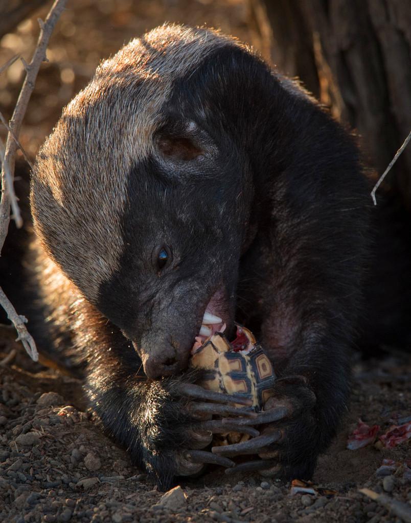 鼬科里平头哥是不是最厉害,鼬科最强猛兽