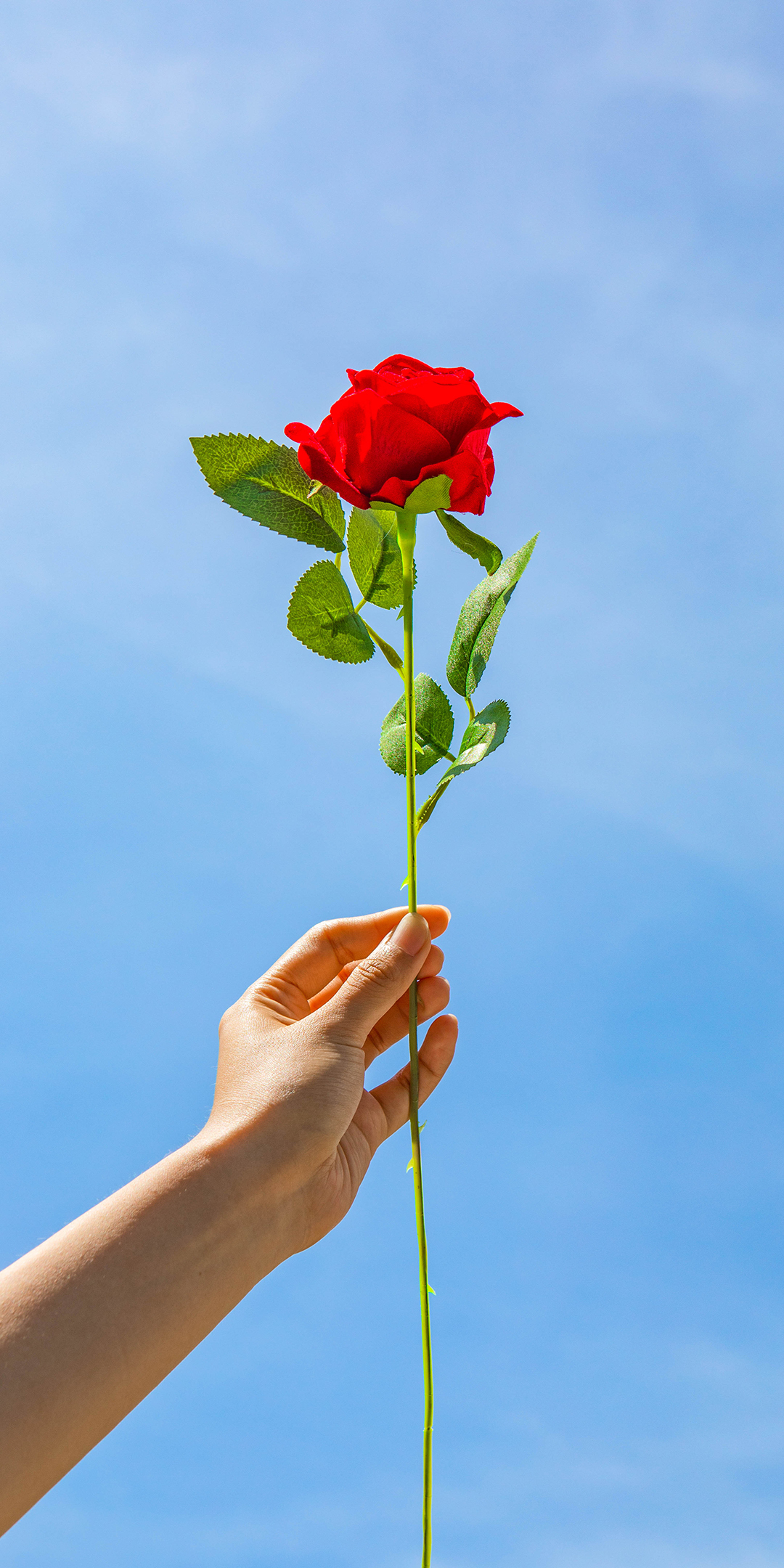 手机型号壁纸图片,169手机壁纸尺寸