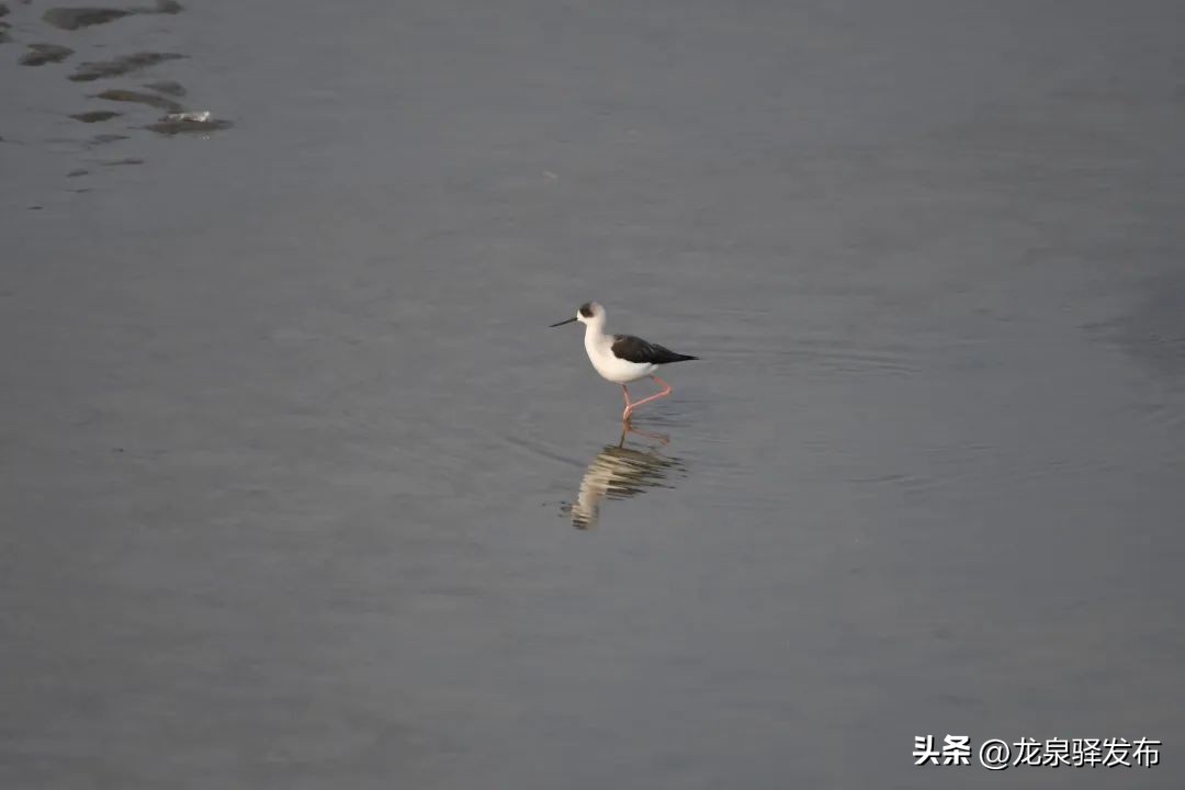 创建天府旅游名县射洪在行动,创建天府旅游名县倒计时1天