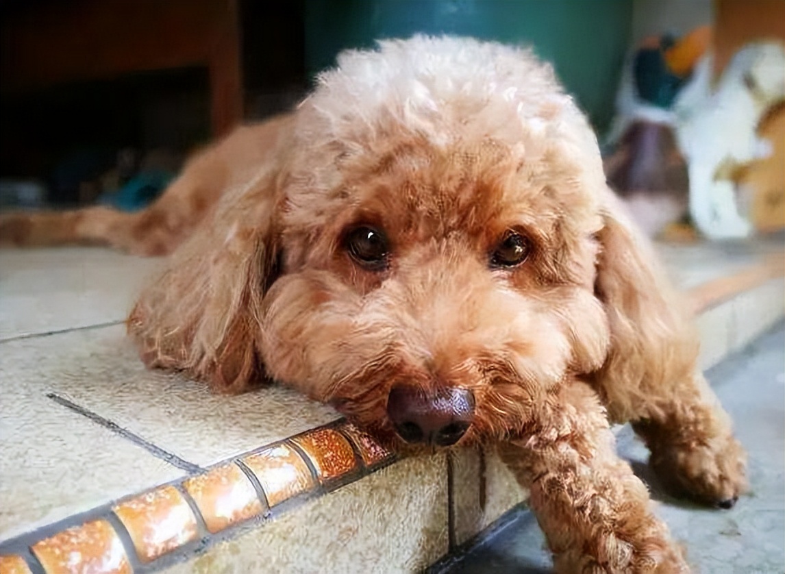 泰迪肚子里有虫子有什么症状,泰迪狗身上的虫子是什么虫