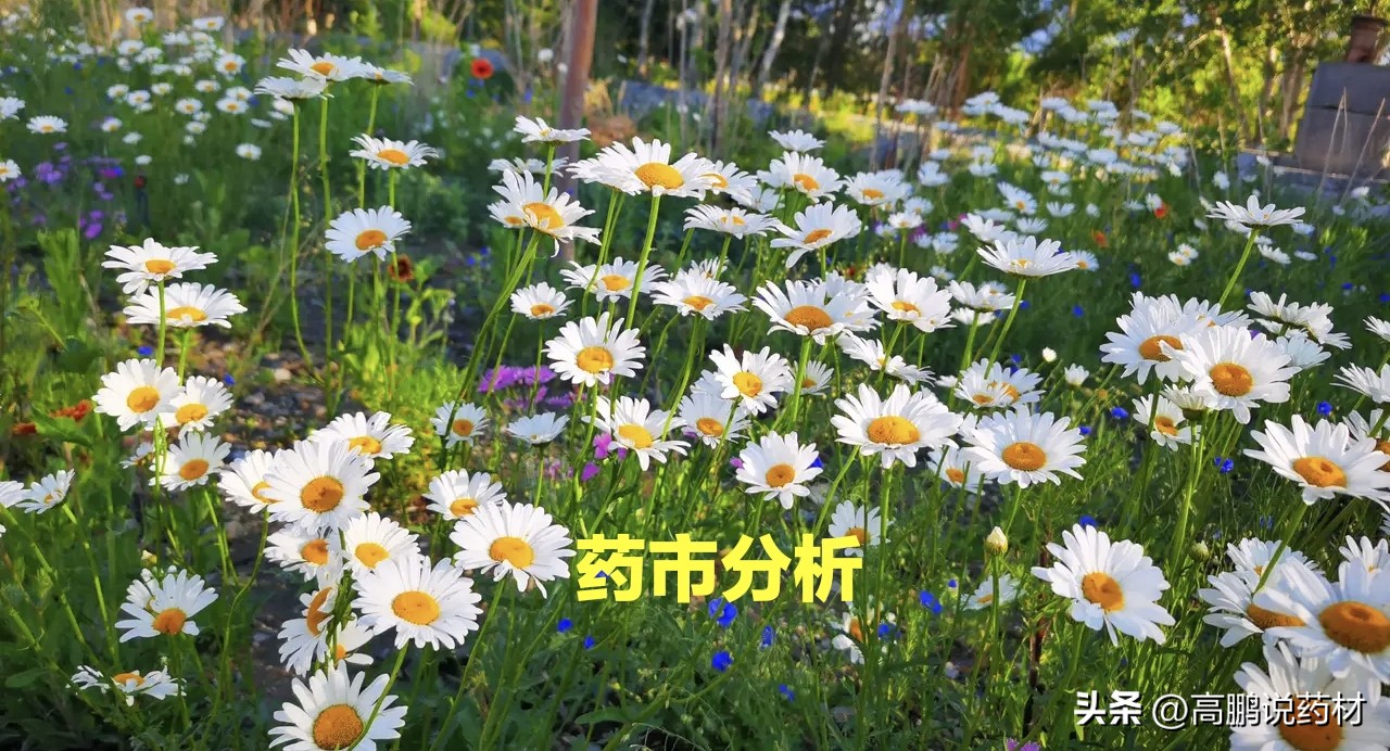 高鹏说药材：2023年2月药市看点