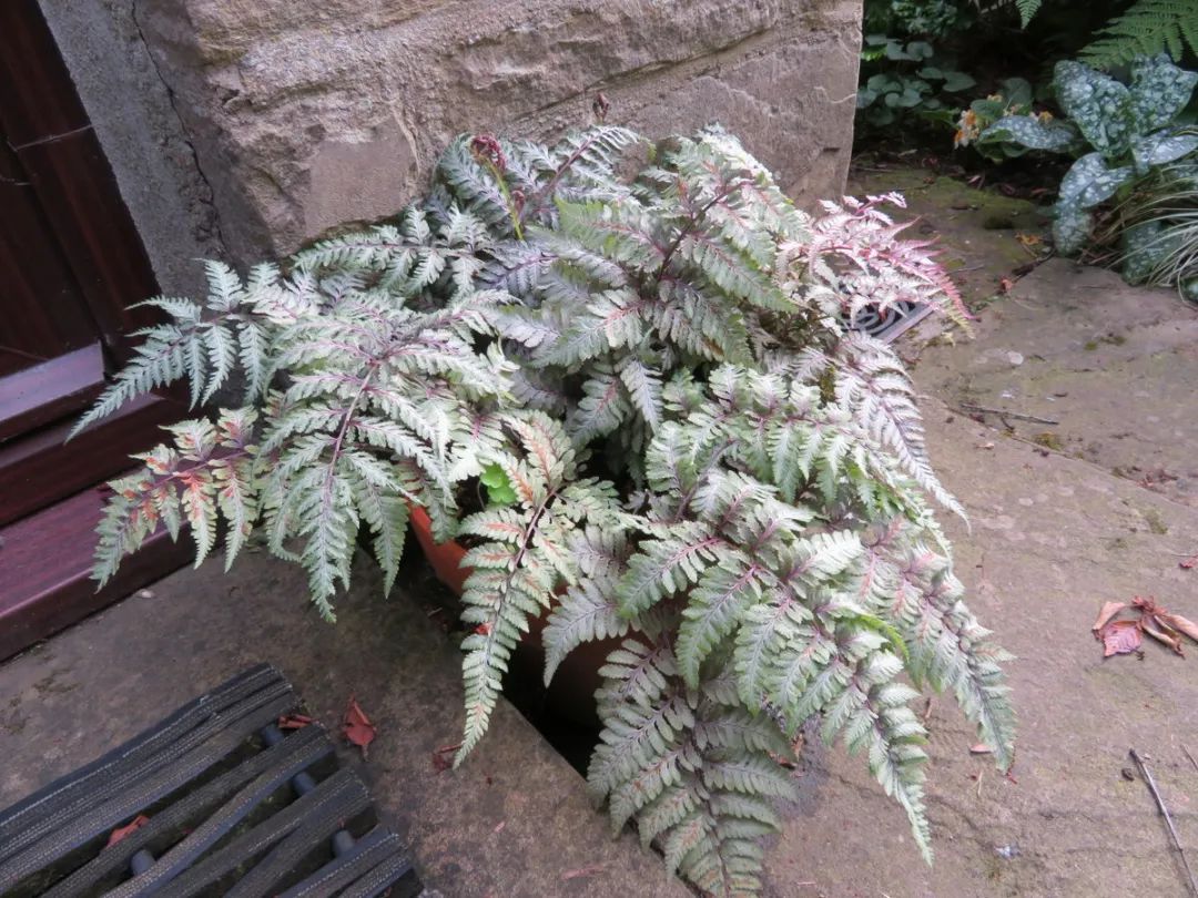 鏃ユ湰鐢昏暔鍏绘姢,绱壊鐢昏暔鑰愬瘨