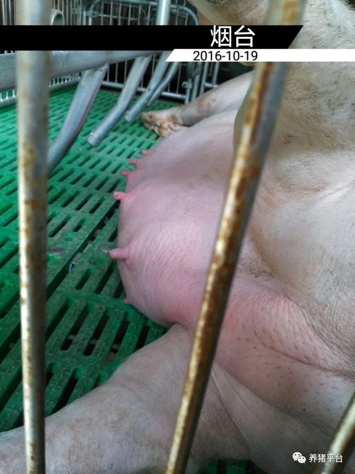 想要奶水多吃什么下奶,母猪怀孕后期乳房水肿怎么办