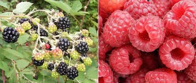 草莓家族有哪些成员,草莓家族成员在哪里