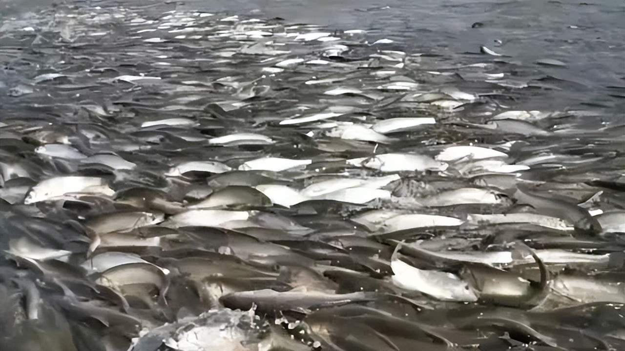 【每日黄诗】那些值得尊敬的白肚皮朝上的鱼！（《拦河坝前》）