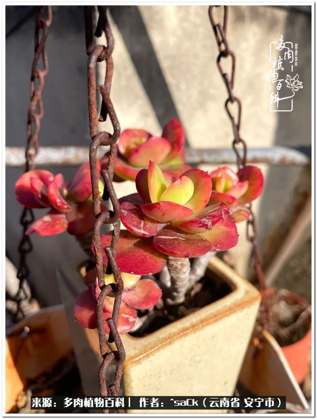 情不知所起一往而深歌曲,情不知所起一往而深完整版