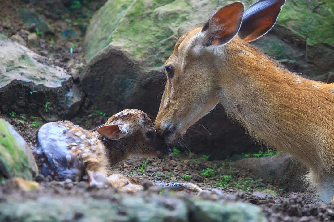 吉林一男子捡到梅花鹿,吉林男子野外捡鹿