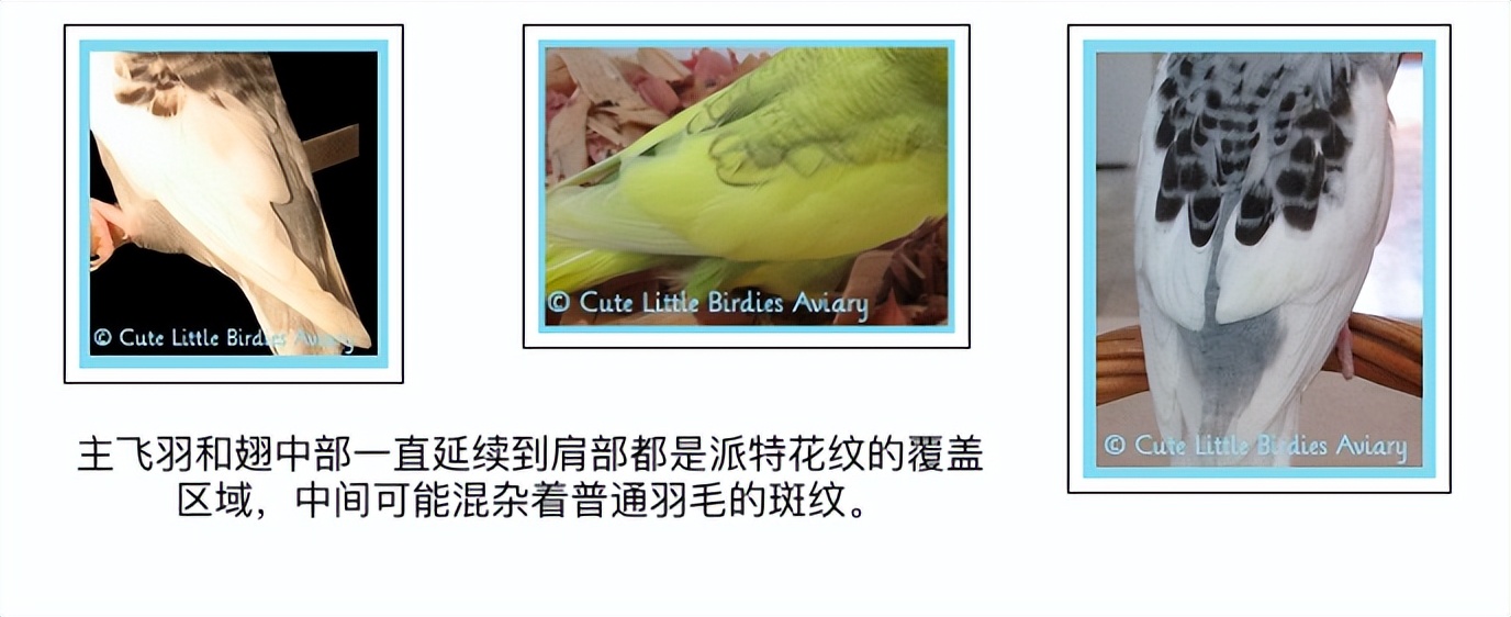 虎皮鹦鹉基因原理,虎皮鹦鹉钴基因