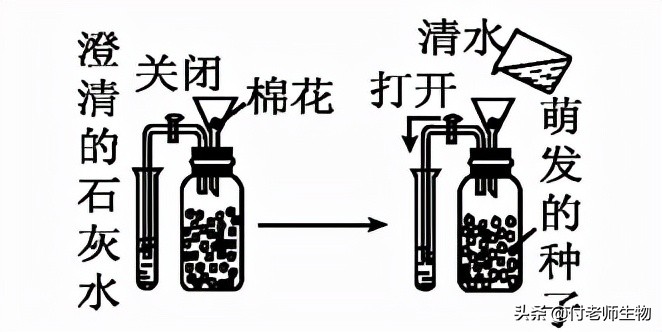 初中生物七年级上册人教版,初中生物七年级上册实验视频