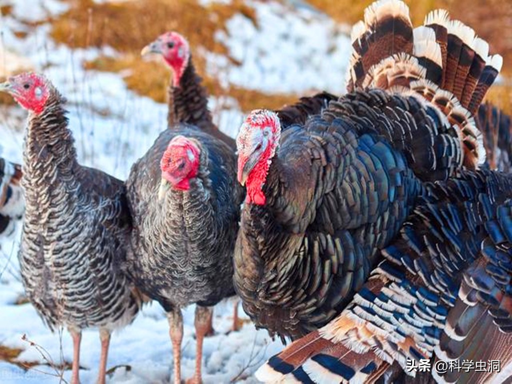 西方为什么喜欢火鸡,西方人为什么喜欢火鸡