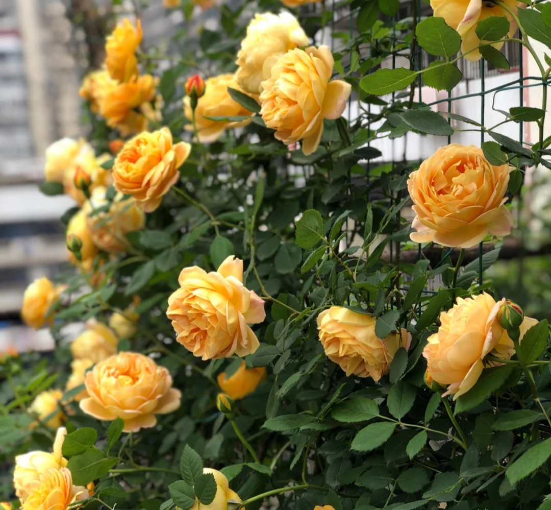 月季花有哪些品种是最好的,月季花有两万多个品种视频