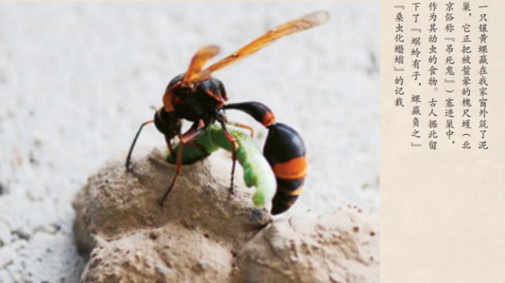 无穷小亮的科普日常海洋生物,无穷小亮的科普日常美丽的海洋25