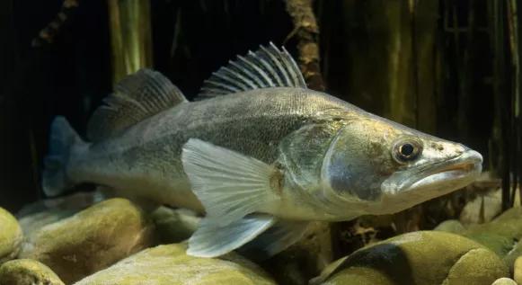 2020年禁养水产类名单,国家禁止放生的鱼类有哪些