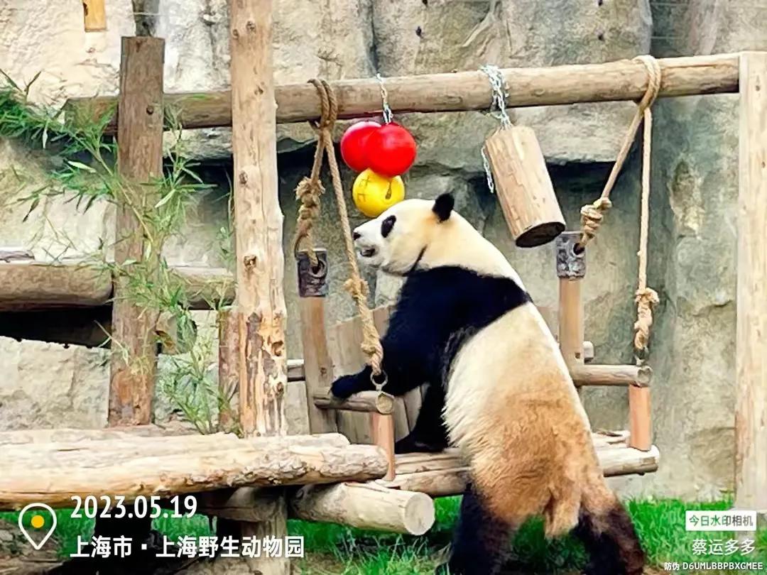 上海野生动物园和上海动物园,上海野生动物园过年营业时间