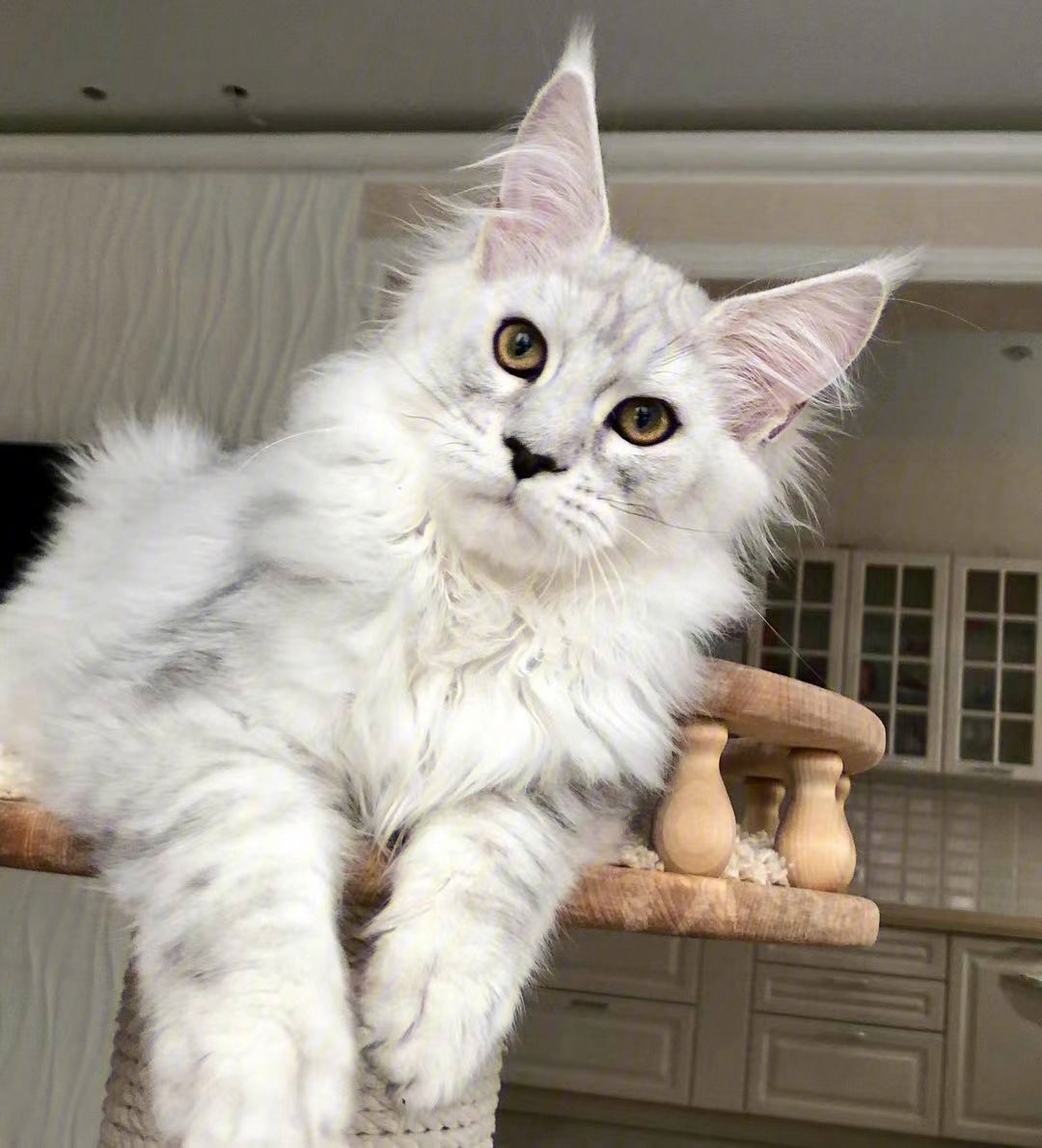 缅因猫养公的还是母的好,养一只缅因猫一个月要多少钱