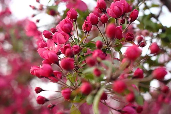 世界各国国花一览表,南美洲各国国花