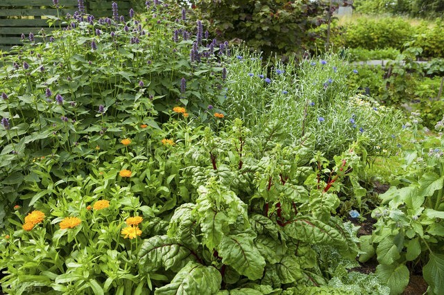 天津生态城赏花攻略,天津长虹公园赏花