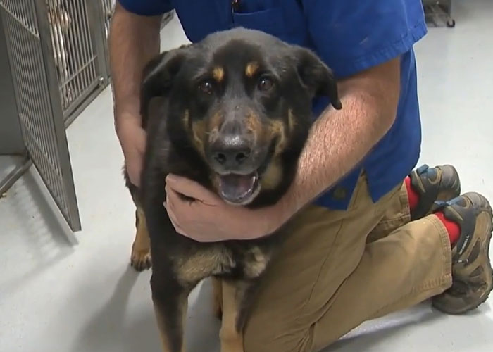 “同性恋”小狗被恐同主人遗弃，因祸得福，找到新的同性恋家庭