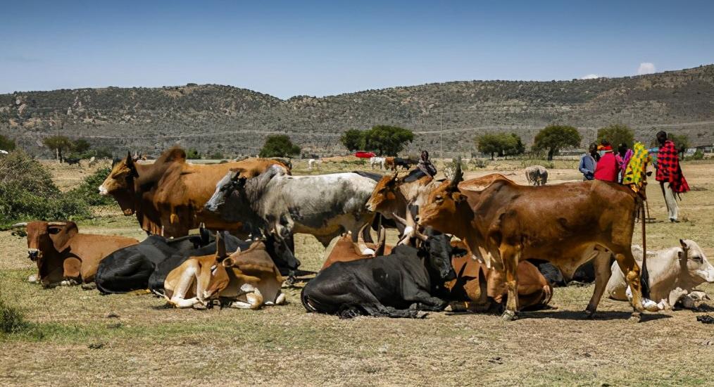 草原之王狮子怕马赛人,马赛人的狮子有多强