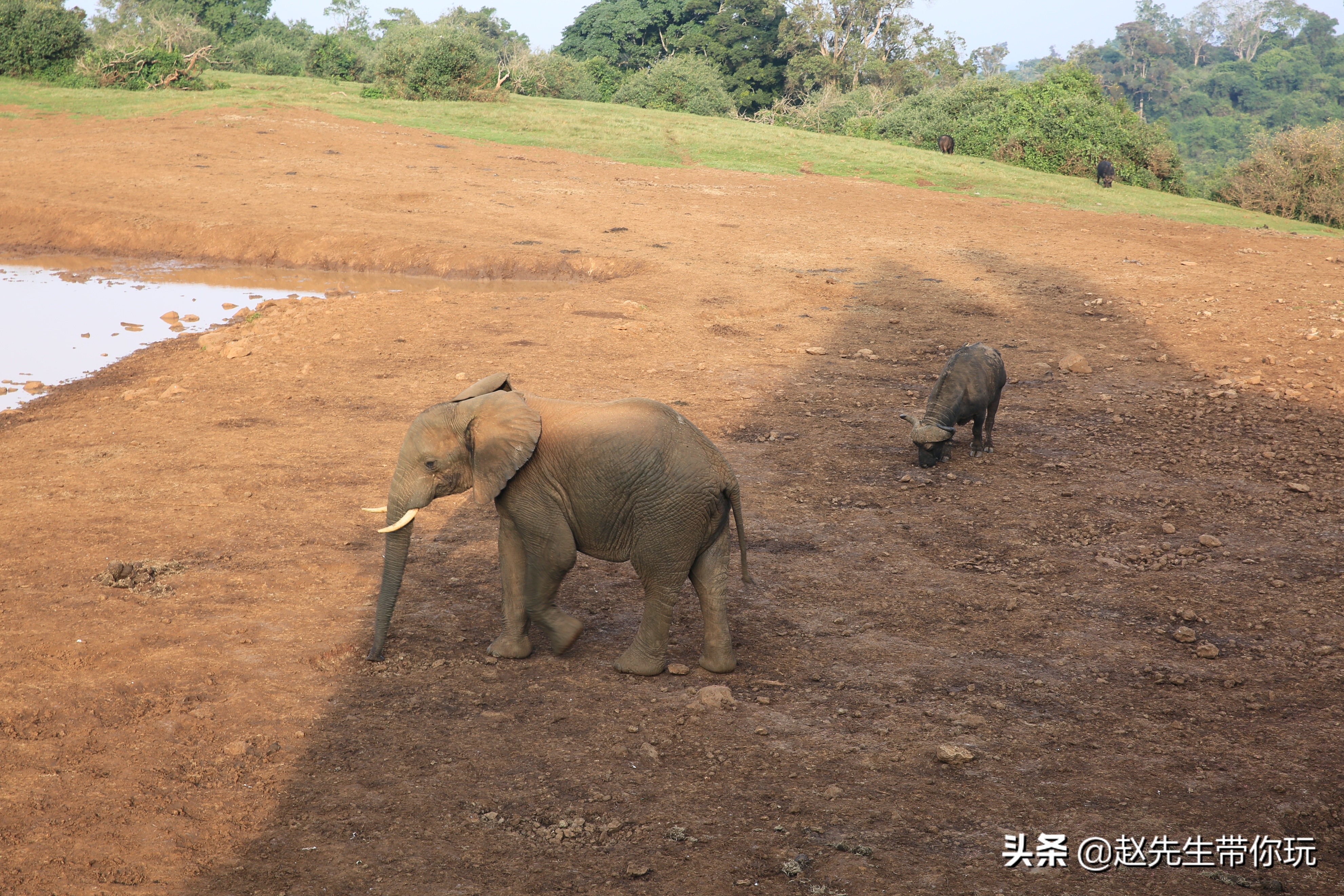 二十年游历分享之202:非洲19:肯尼亚18尼耶利的方舟酒店