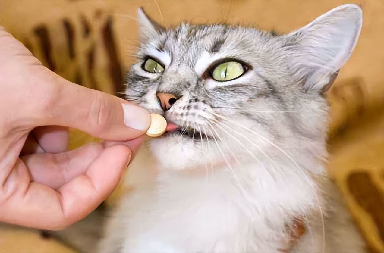 猫怎么驱虫要多少钱,驱虫猫用多少