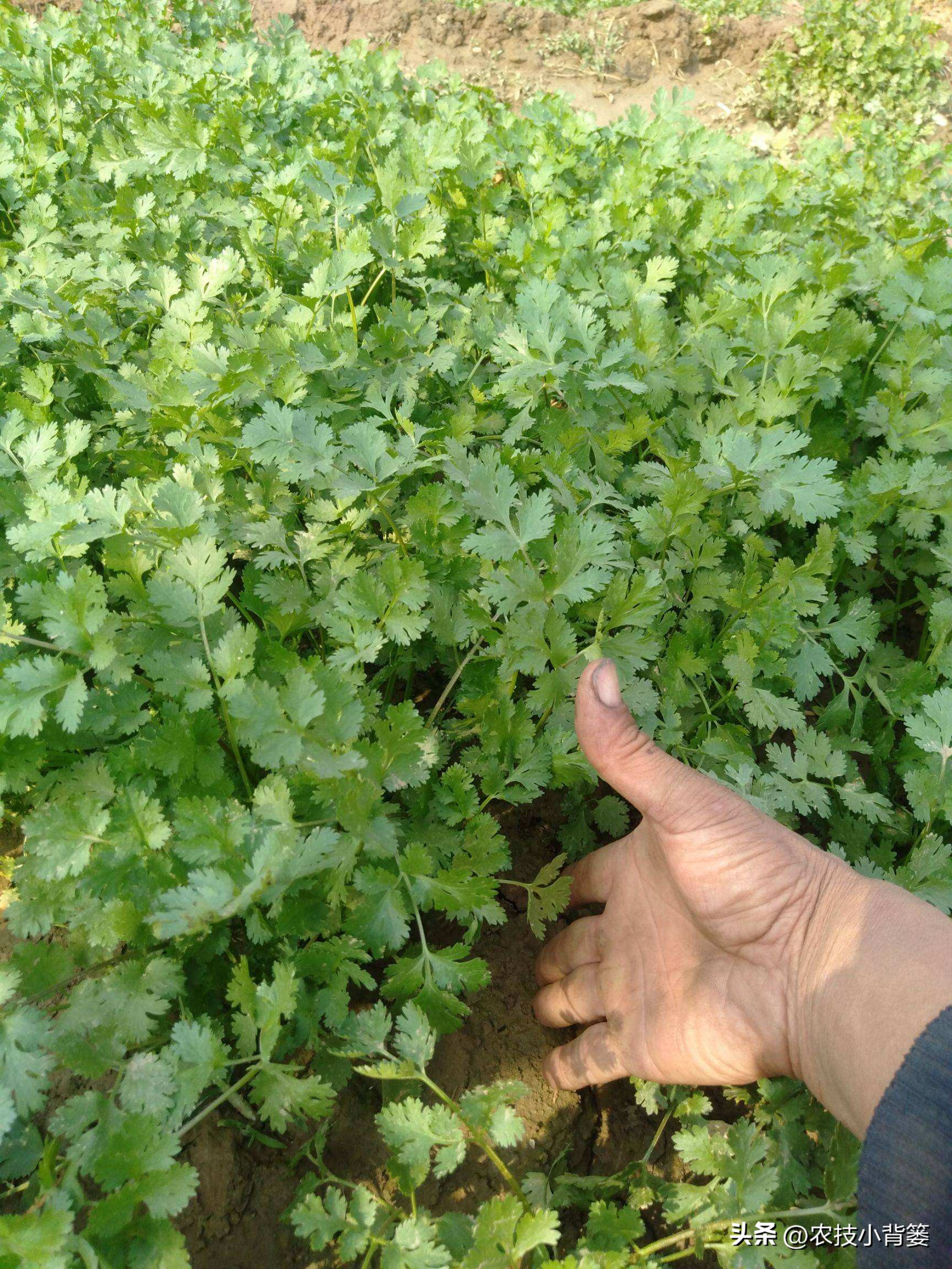 香菜怎样种植出苗快产量高,秋季大棚种植香菜技术