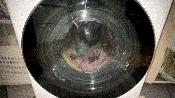 小户型买前必看的选购攻略,附LG新品小旋风洗烘一体机测评