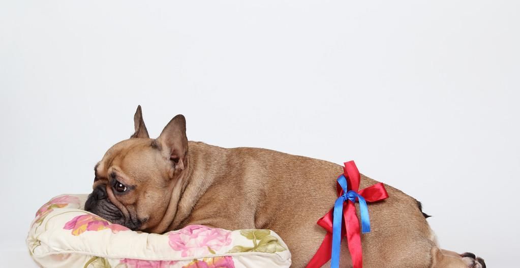 狗狗泌尿道感染的前兆,狗狗妇科问题