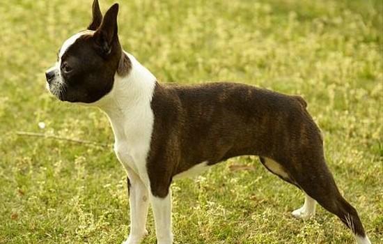 狗狗伤口化脓会死吗需要做些什么,狗狗外伤用什么药能伤口快速愈合