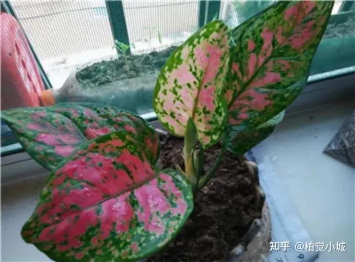 五彩芋类植物怎么养,五彩芋如何养护