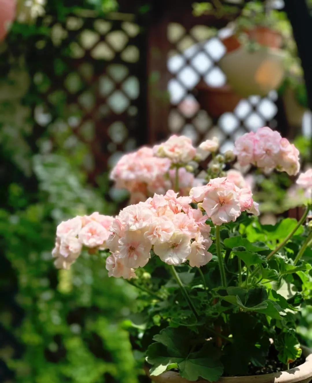 90后姑娘回家改造楼顶花园,5000元楼顶造花园