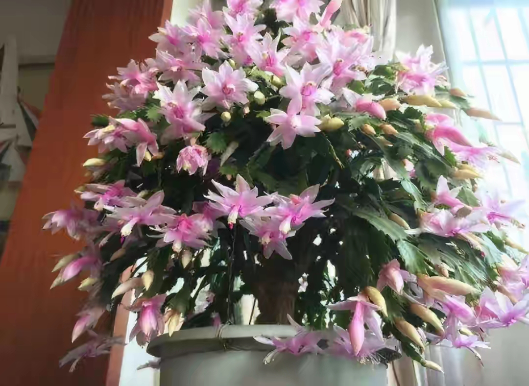 百花齐放春意浓群芳争艳,百花齐放喜迎新春